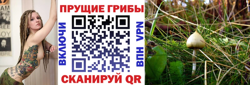 Псилоцибиновые грибы Psilocybe mega ONION Котовск