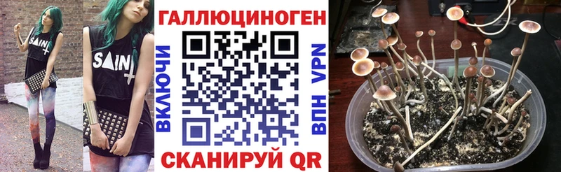 Галлюциногенные грибы Psilocybine cubensis Котовск